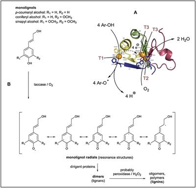 Synthesizing Polyaniline With Laccase/O2 as Catalyst